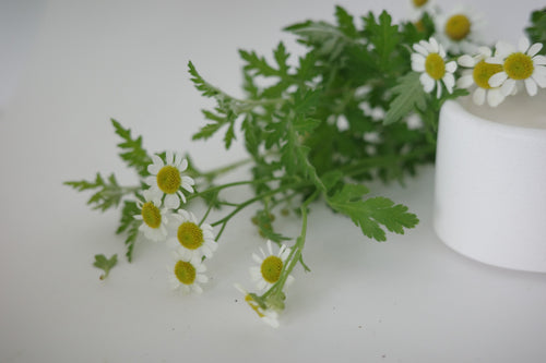 #003 馥野雛菊 | 柔和花香調 | 手工水泥香氛蠟燭